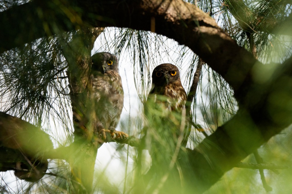 与論島で野鳥撮影